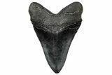 Fossil Megalodon Tooth - South Carolina #333638-1